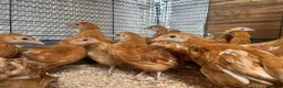 Chickens poultry for sale: Warren Hens, Hybrid Hens, Chicks, Growers  - Advert 1