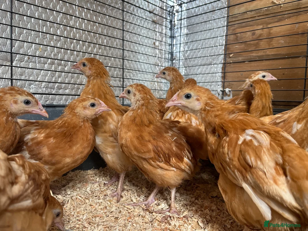 Chickens poultry for sale: Warren Hens, Hybrid Hens, Chicks, Growers  - Advert 1