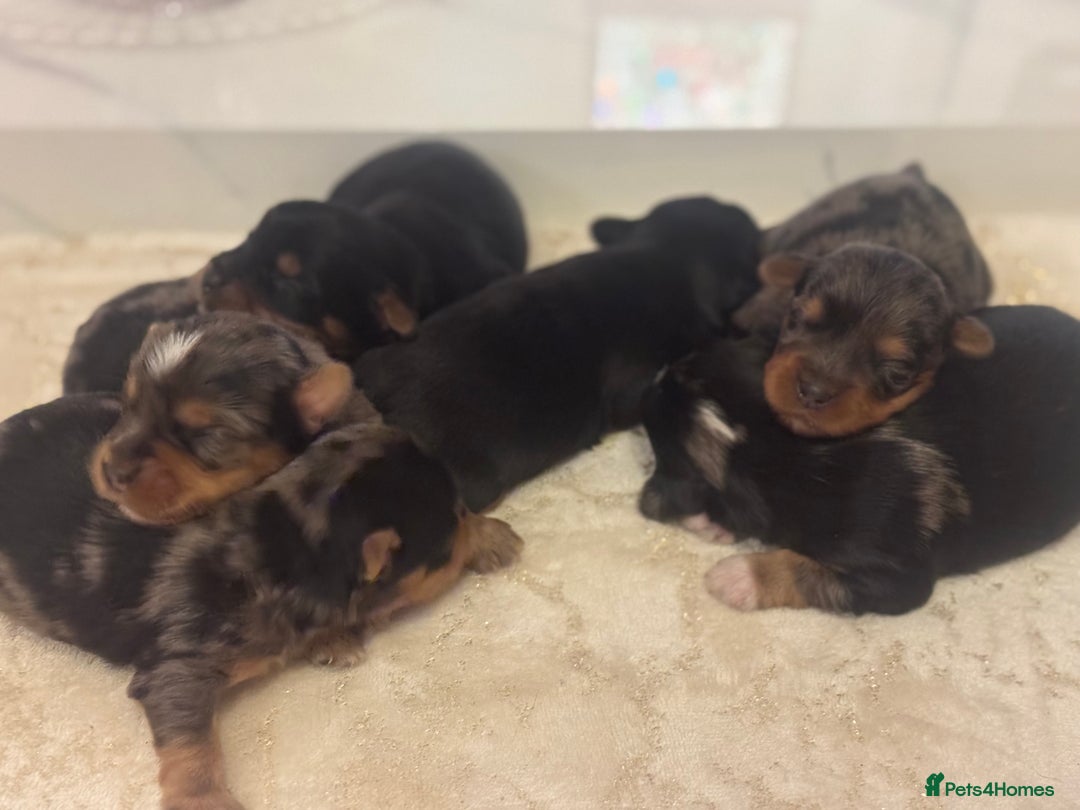 Yorkshire Terrier dogs for sale: Yorkshire terrier puppies  - Advert 10