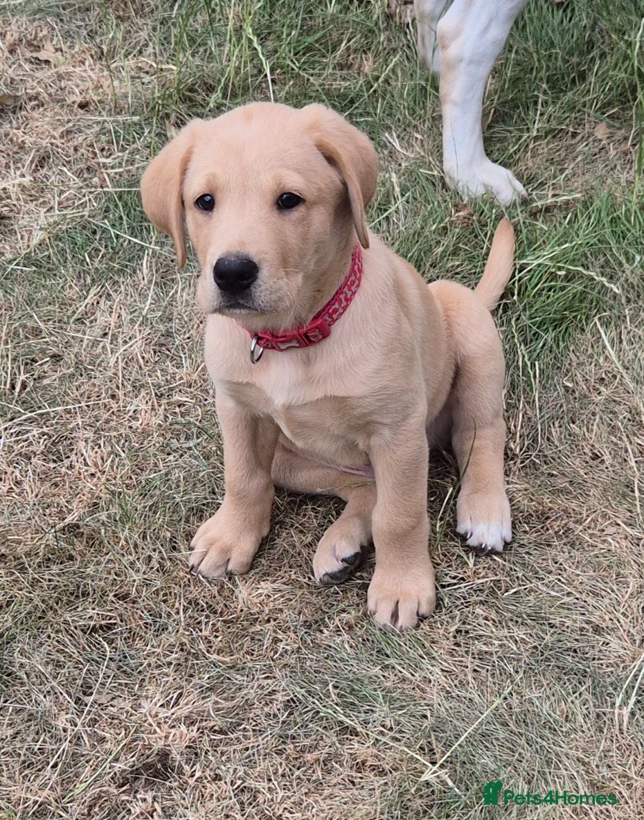 Labrador Retriever dogs Pedigree fox red labrador puppies FTC bloodlines. - Advert 1