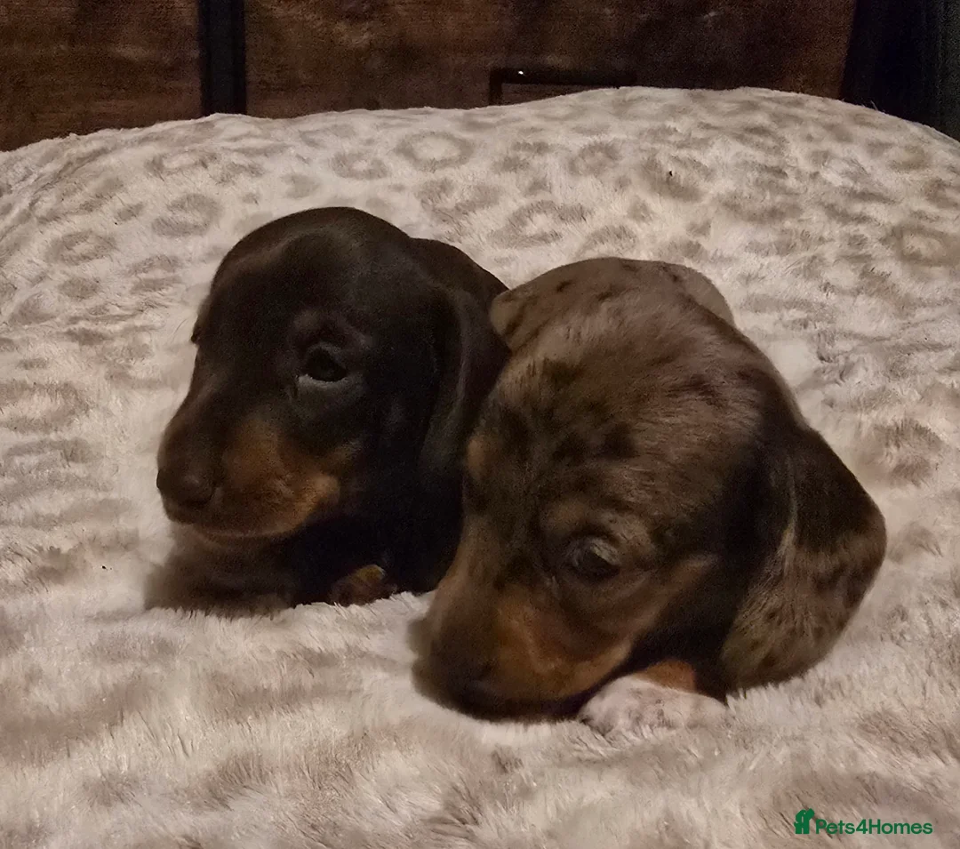Miniature Dachshund dogs for sale: Kc reg miniature dachshunds puppies  - Advert 5