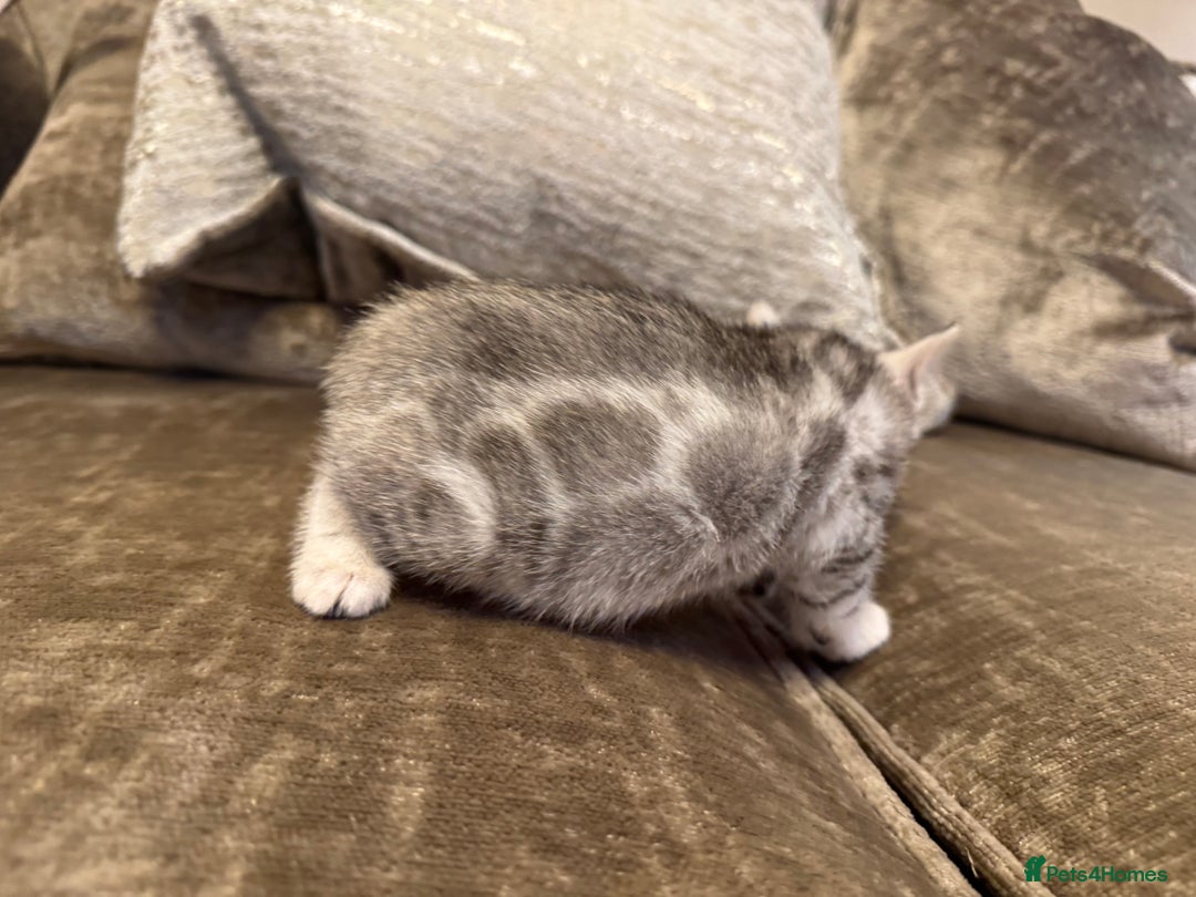 Bengal cats for sale: Exceptional TICA Registered Bengals- Champion Line - Advert 32