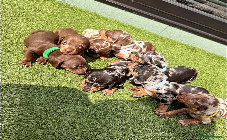 Dachshund dogs - Advert 4