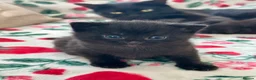 British Shorthair cats for sale: 🐾Beautiful Black British Shorthair Cross Kittens in Letchworth Garden City - Advert 26