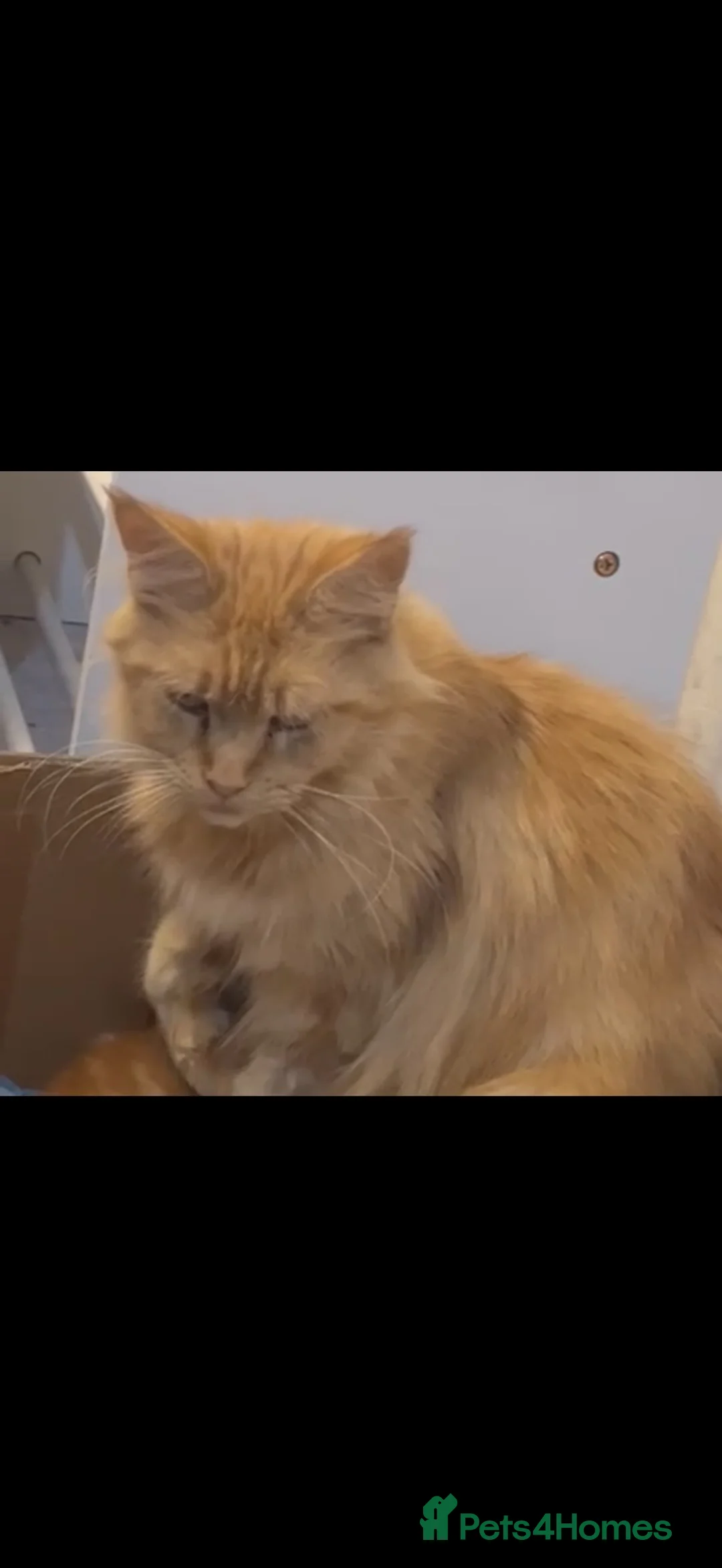 Maine Coon cats for sale: Maine coon x turkish van  in Romford - Advert 1