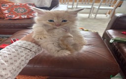 Maine Coon cats for sale: Half main coon kittens  - Image 18