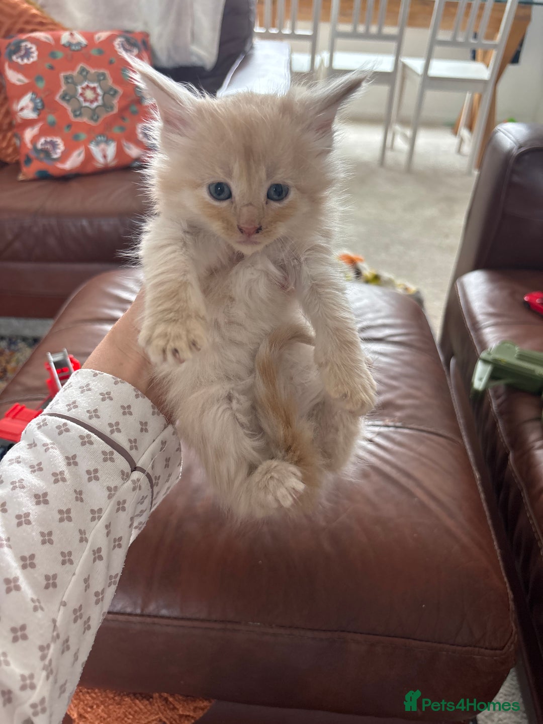 Maine Coon cats for sale: Half main coon kittens  - Image 18