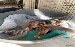 Jack Russell dogs for sale: 🐾 Miniature Jack Russell Puppies 🐾 - Image 20