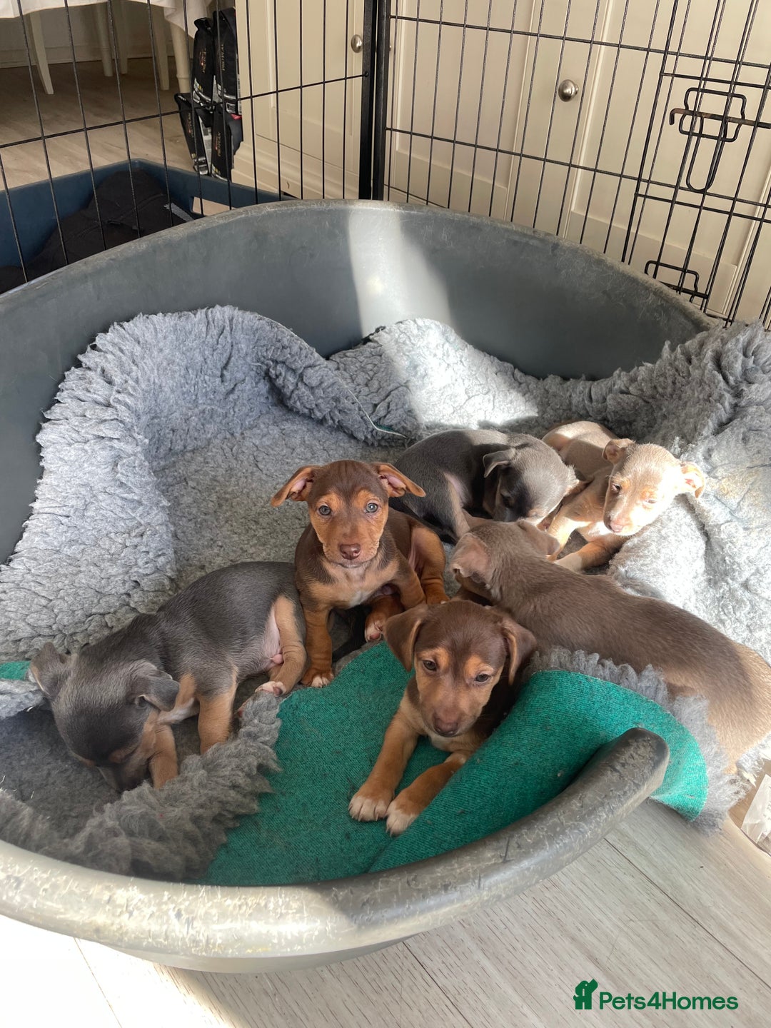 Jack Russell dogs for sale: 🐾 Miniature Jack Russell Puppies 🐾 - Image 20