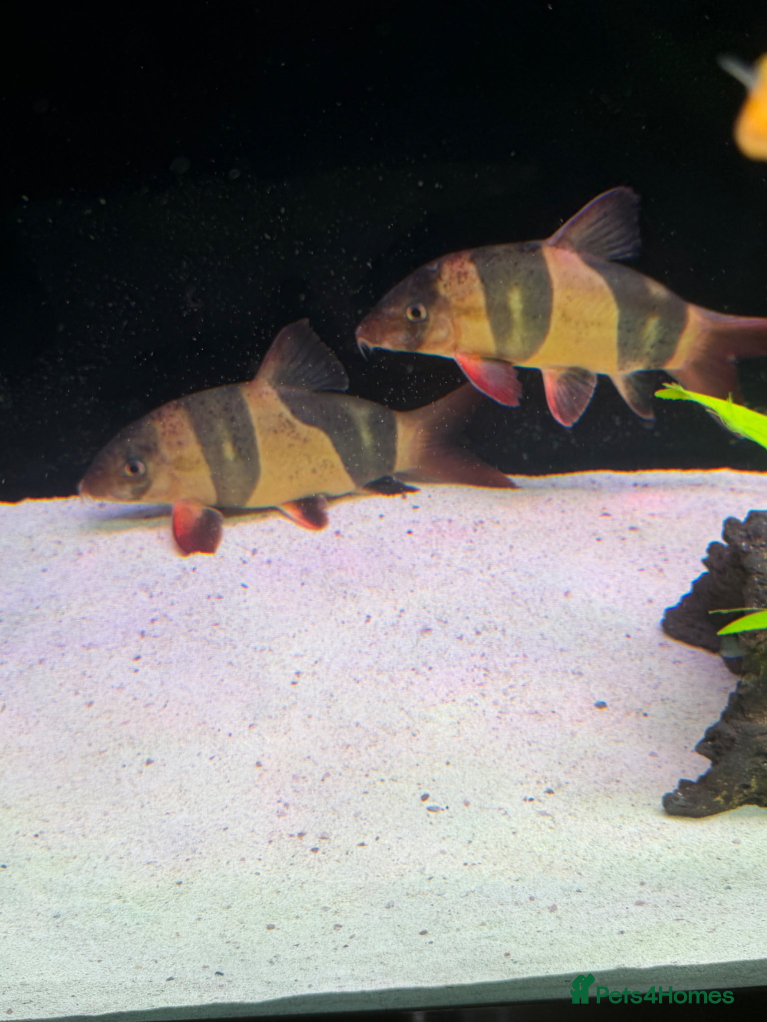 Loaches fish XL Clown Loach & XL parrot Cichlid - Advert 15