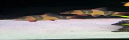 Loaches fish for sale: XL Clown Loach & XL parrot Cichlid in Slough - Advert 1