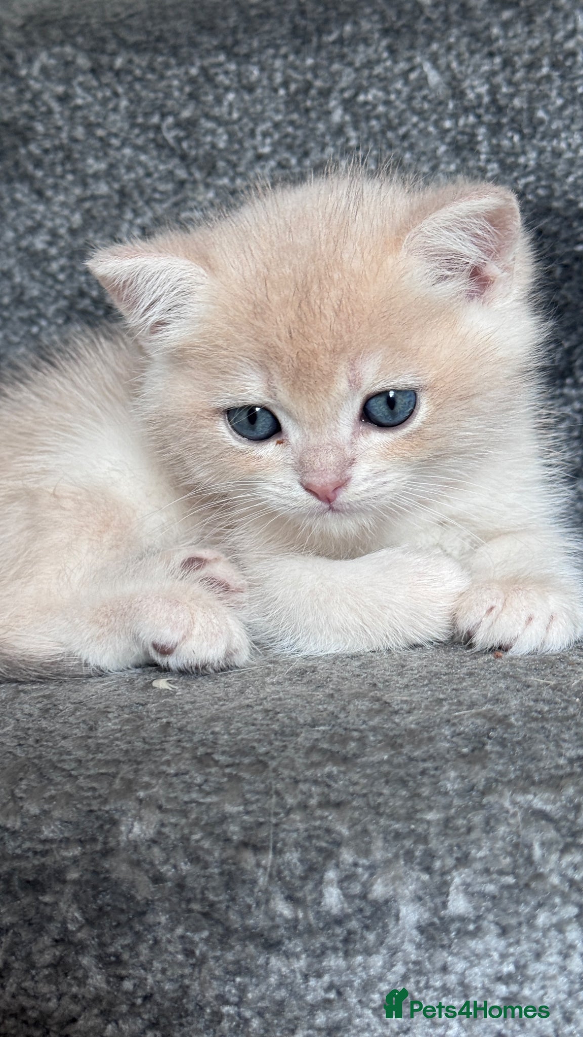 British Shorthair cats for sale: ADORABLE GCCF BSH CHOCOLATE GOLD KITTENS  - Advert 30