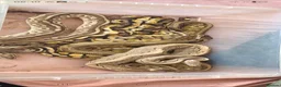 Python Snake reptiles for sale: Royal pythons and rack  in Burton-on-Trent - Advert 4