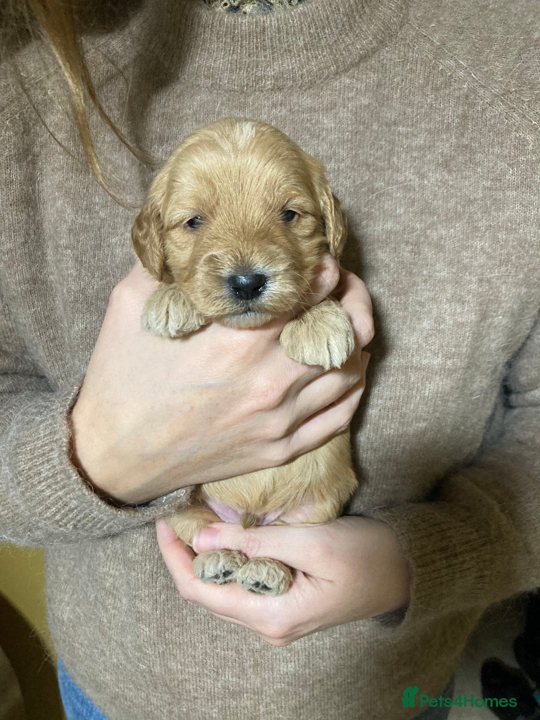 Goldendoodle dogs for sale: Miniature F1B Goldendoodle puppies - Advert 16