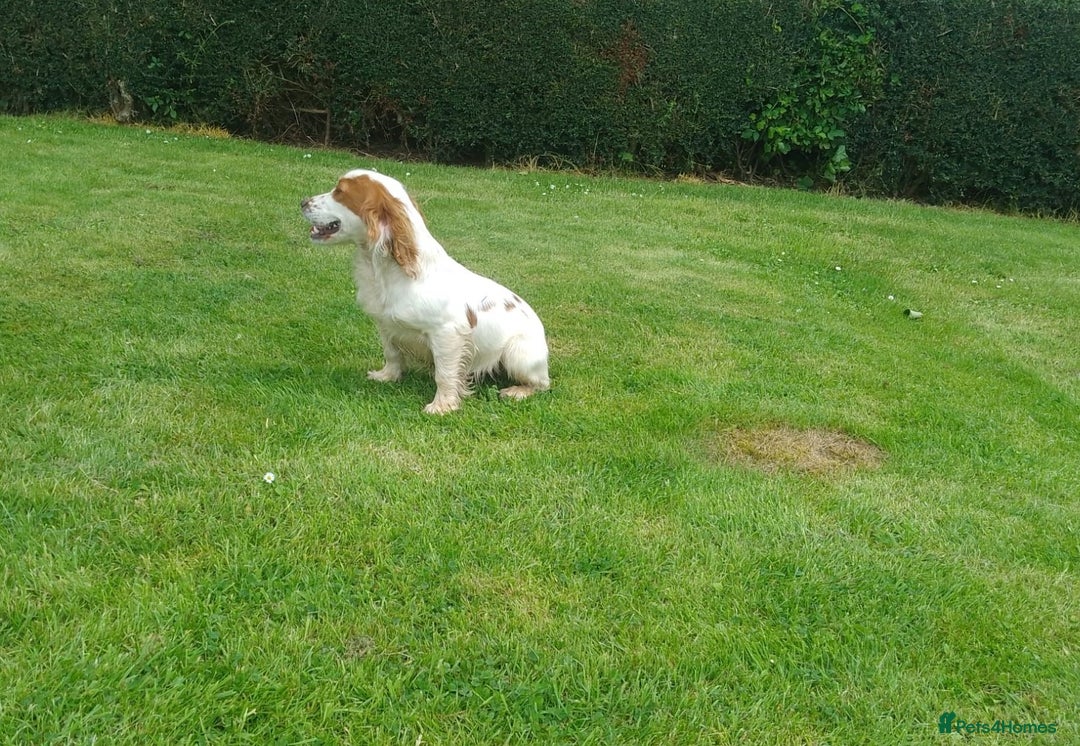 Cocker Spaniel dogs for stud: Lemon and White Cocker Spaniel For Stud - Advert 2