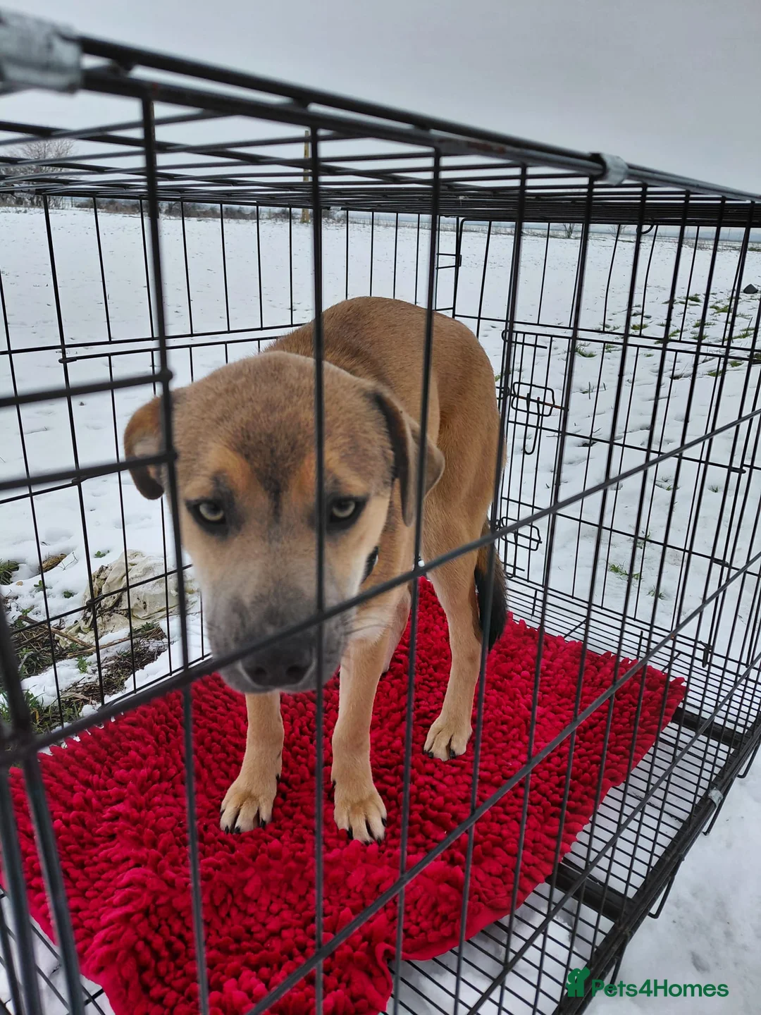 Mixed Breed dogs for adoption: 💛DIEGO💛 - a handsome puppy boy for a Loving Home - Advert 8