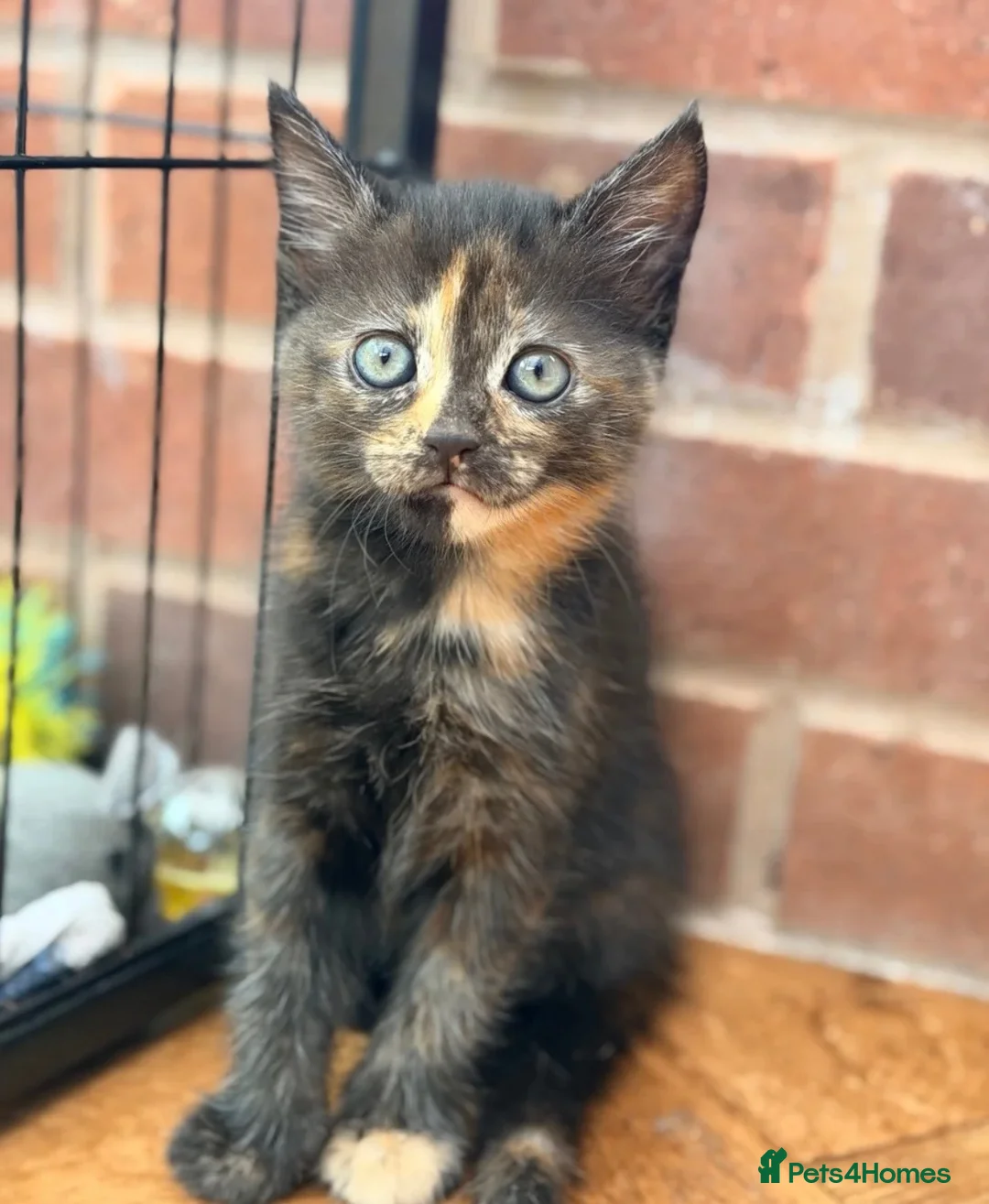 Mixed Breed cats for sale: Female kitten in Hereford - Advert 10