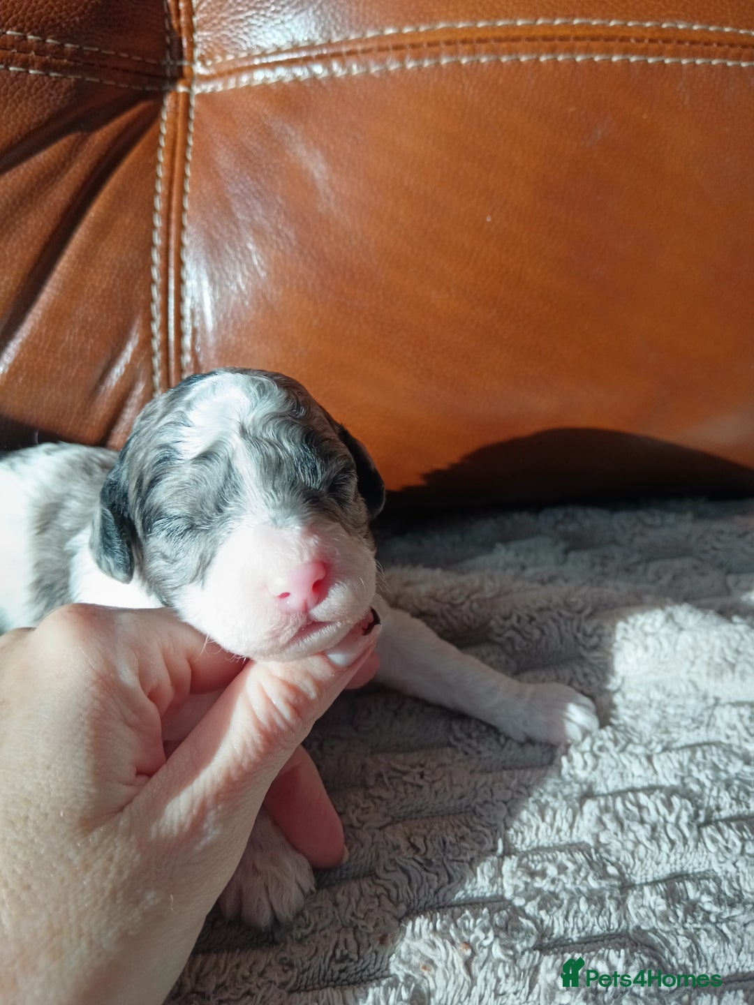 Cockapoo dogs for sale: Beautiful litter of cockapoos - Image 11