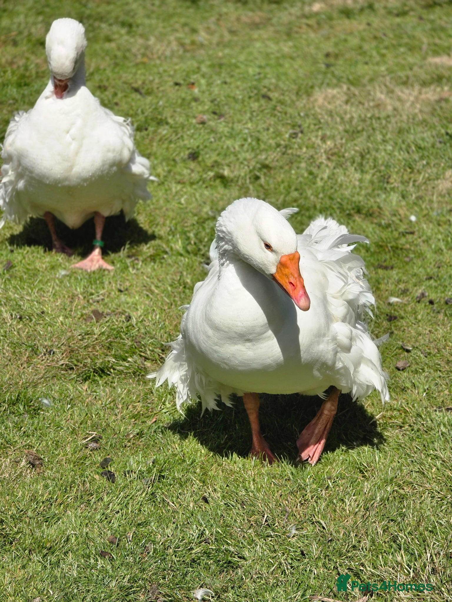 Geese poultry for sale: Male Sebastopol Gander - 3 yrs- Proven - Advert 2