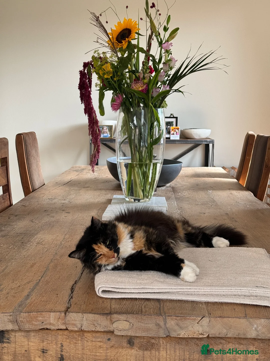 Mixed Breed cats for sale: Cat needs rehoming asap in Pentraeth - Advert 2