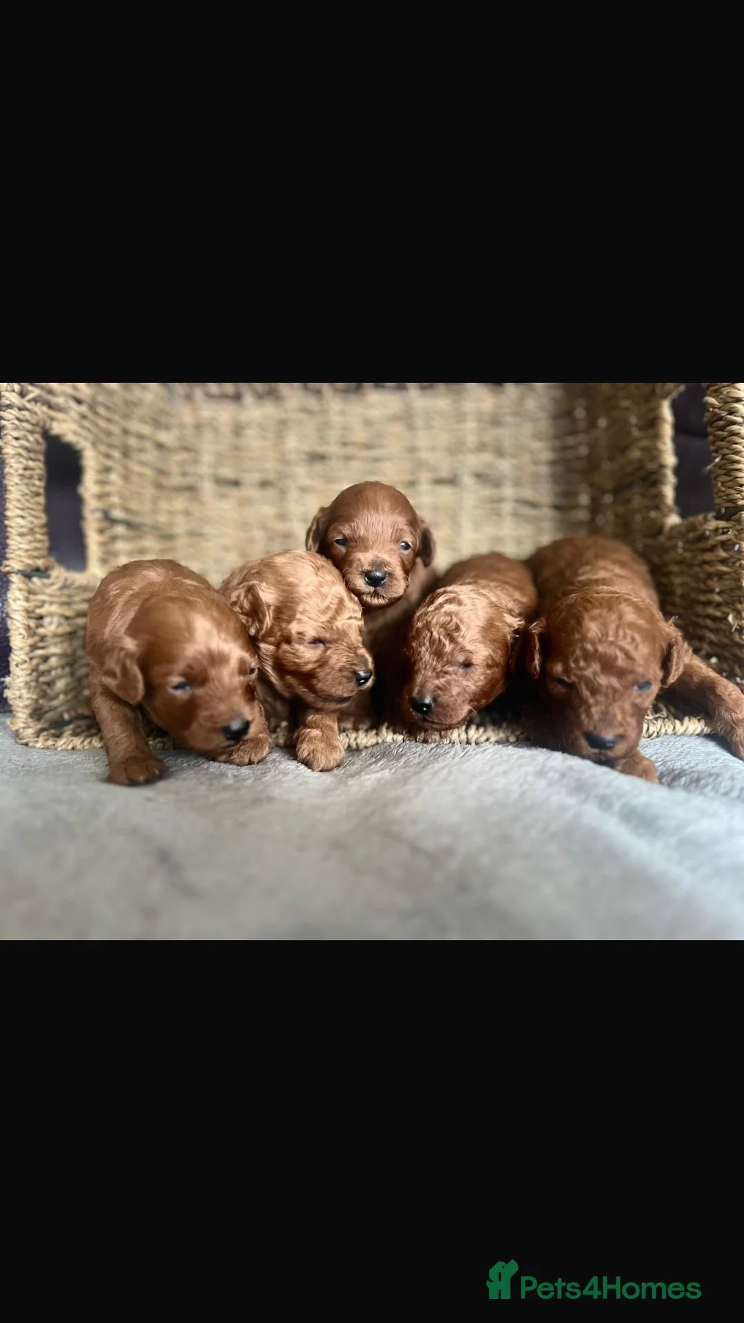 Toy Poodle dogs for stud: Proven Toy Poodle For Stud in Canterbury - Advert 20