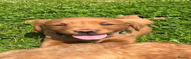 Labrador Retriever Puppy 8