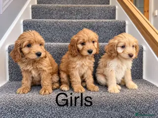 Cockapoo dogs Cockapoo girl puppies ready now - Advert 4