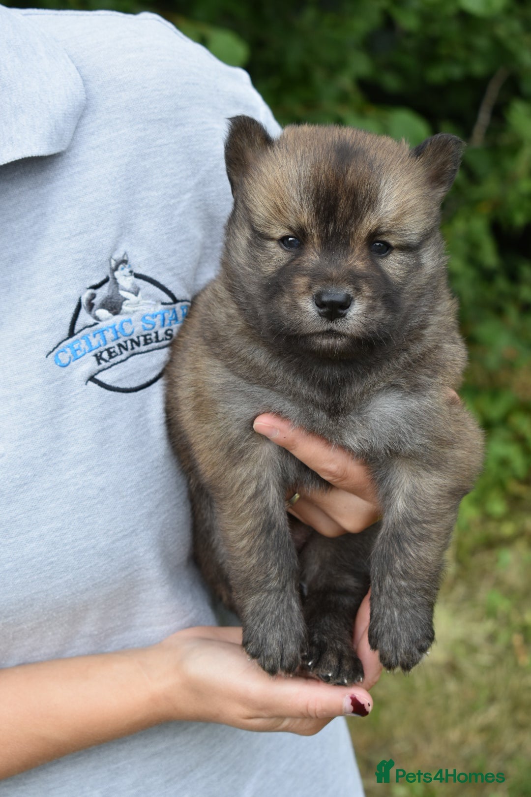 Siberian Husky dogs for sale: Beautiful Chowski puppies  - Image 10