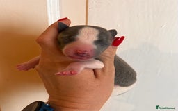 Whippet dogs for sale: Lovely petite Whippets - Image 10