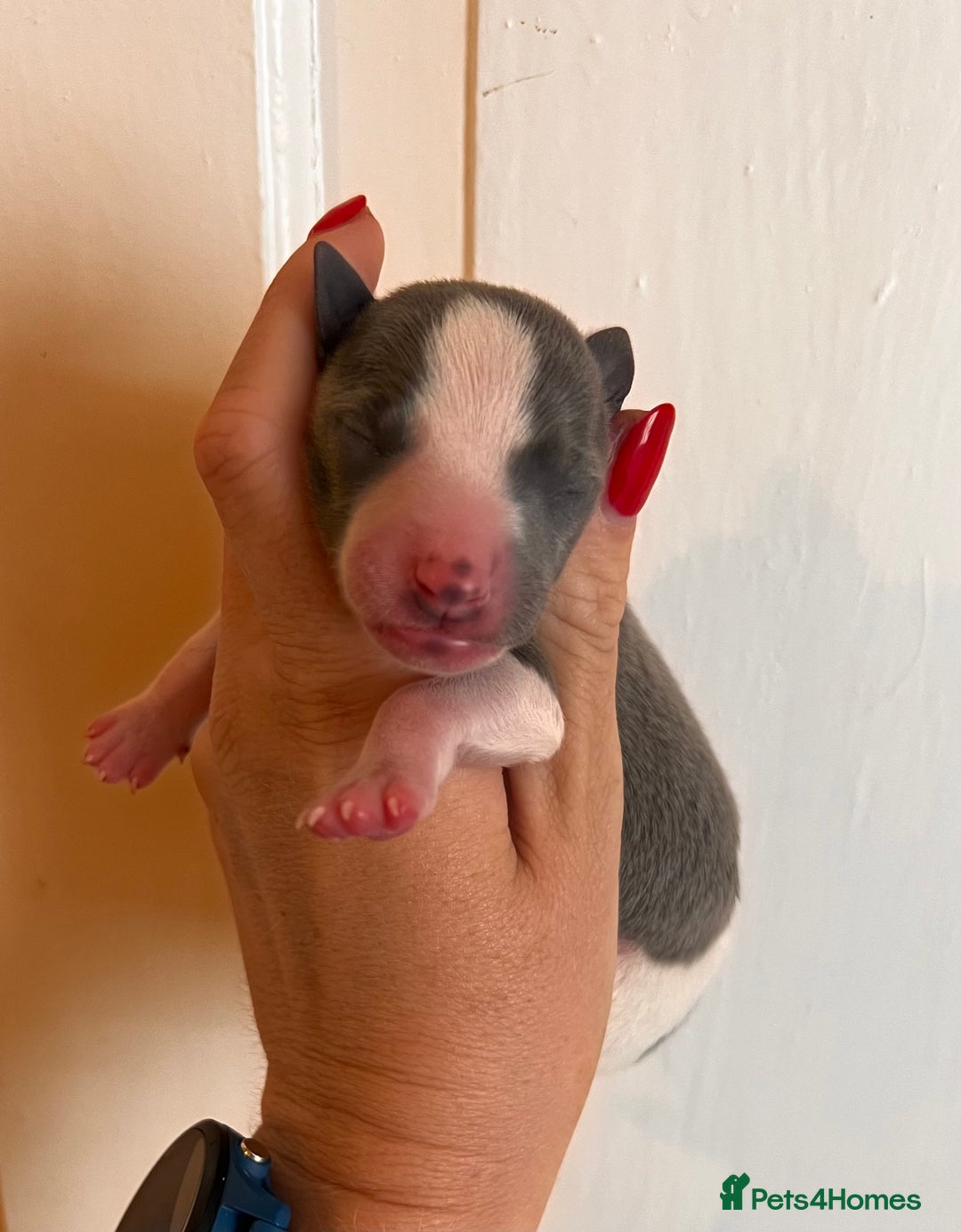 Whippet dogs for sale: Lovely petite Whippets - Image 10