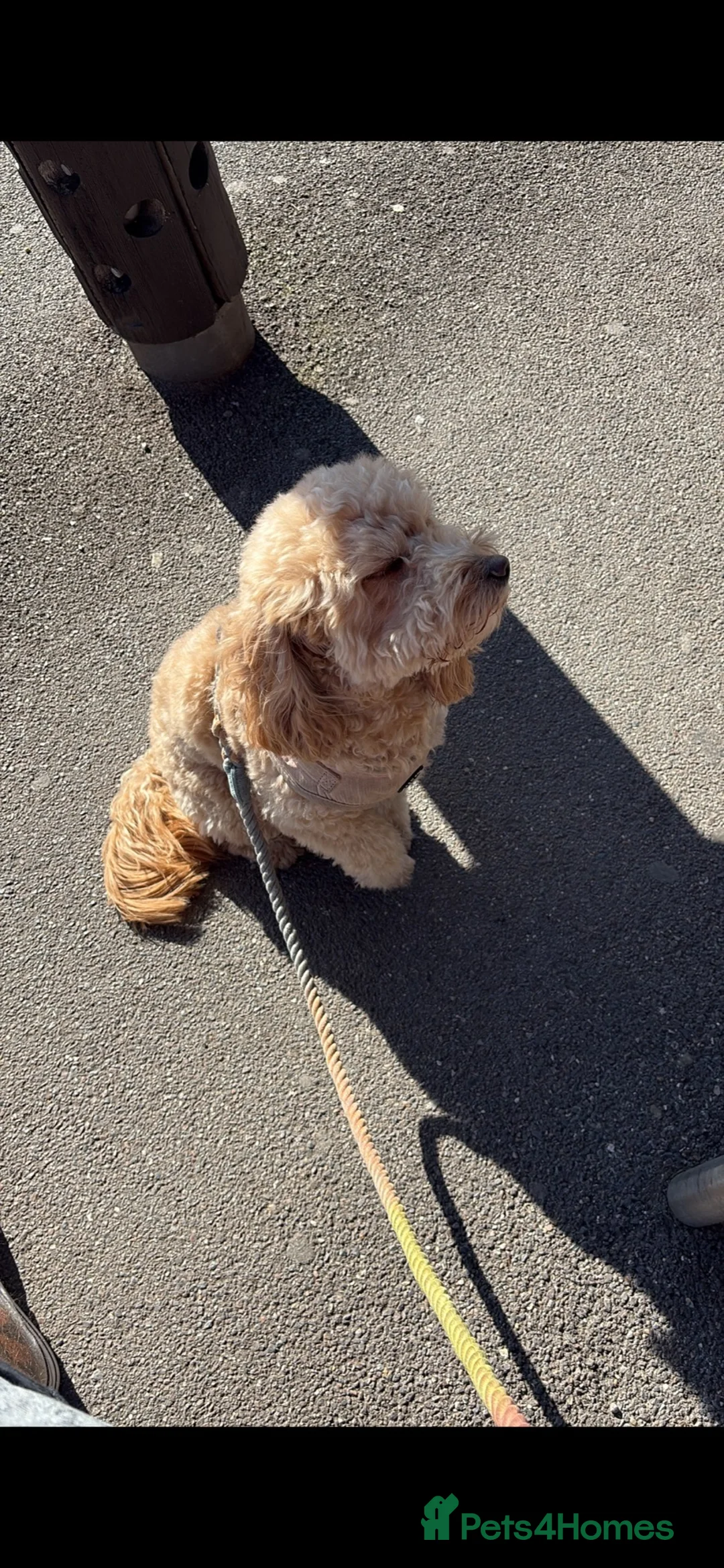 Cockapoo dogs for sale: Re homing  - Advert 2