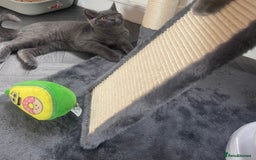 British Shorthair cats for sale: British shorthair female kitten❤️ - Image 5