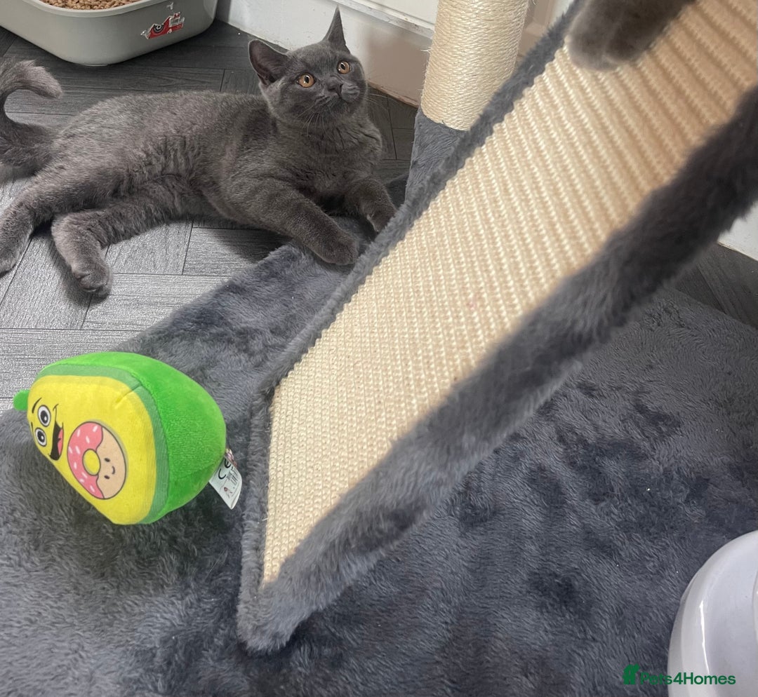 British Shorthair cats for sale: British shorthair female kitten❤️ - Image 5