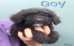 Mixed Breed dogs for sale: f1 St Berdoodle Pups - Image 1