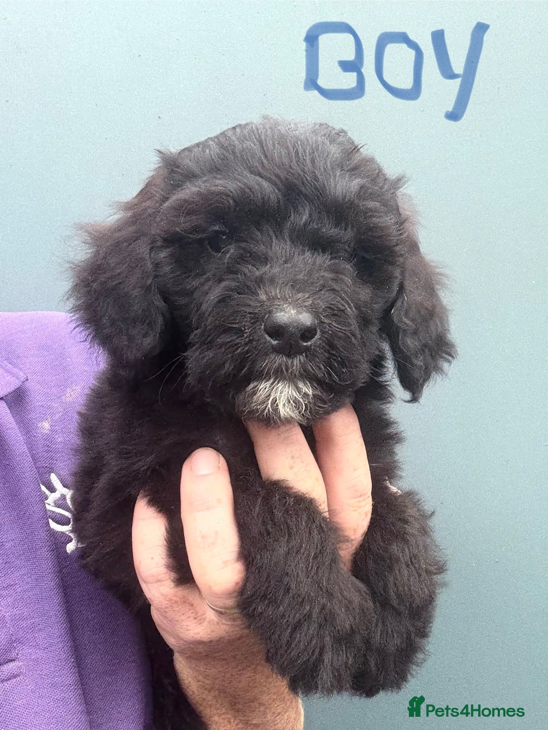 Mixed Breed dogs for sale: f1 St Berdoodle Pups - Image 1