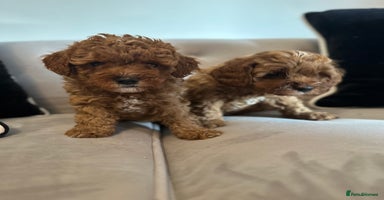 Cavapoo dogs - Advert 11