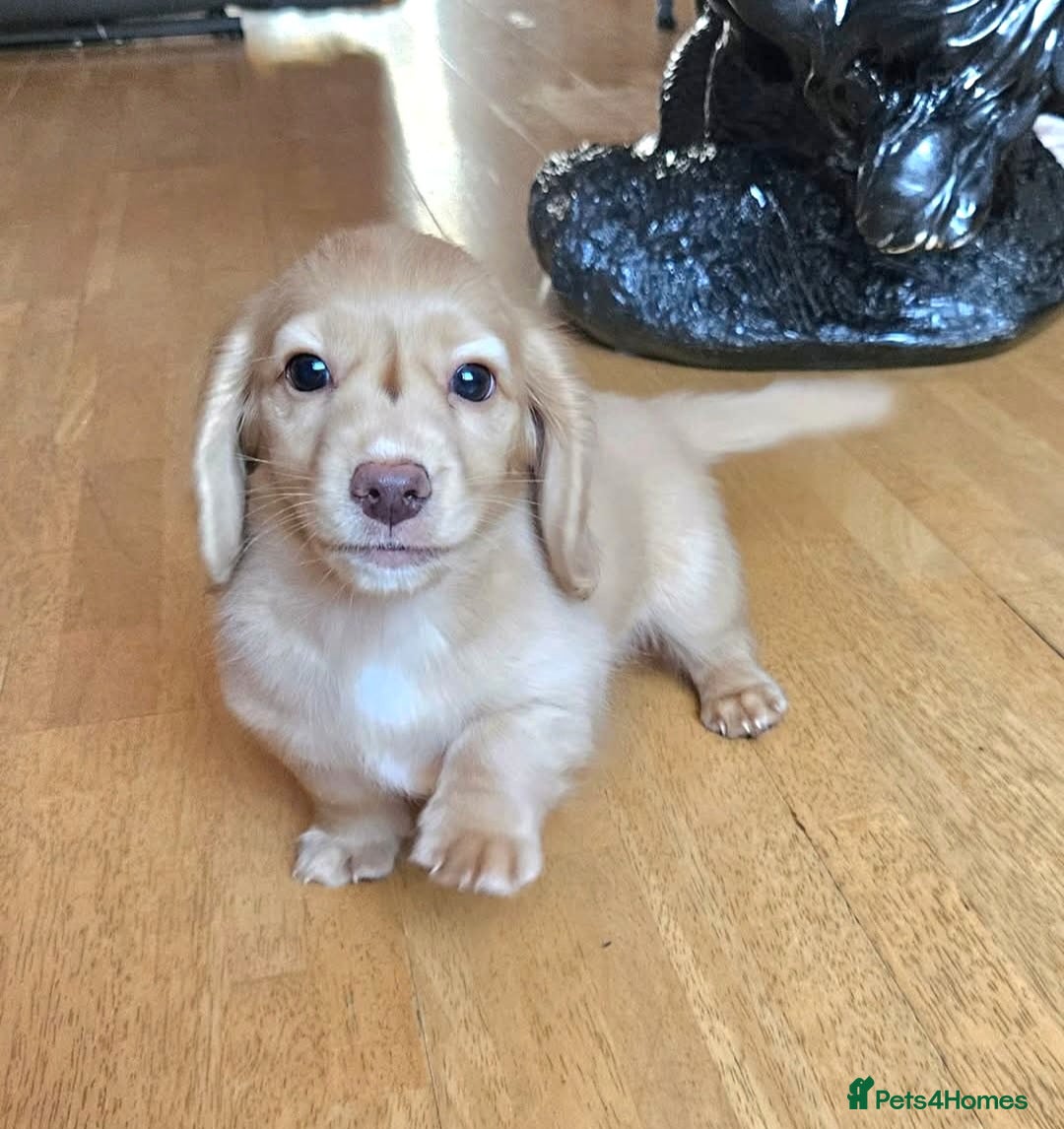 Miniature Dachshund dogs  🔥  last girl available 🔥 🔥  - Advert 13