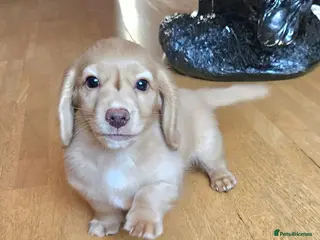 Miniature Dachshund dogs 🔥 last girl available 🔥 🔥 - Advert 13
