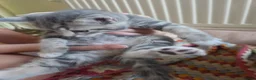 Mixed Breed cats for sale: Adorable Persian cross Tabby kittens  - Advert 7