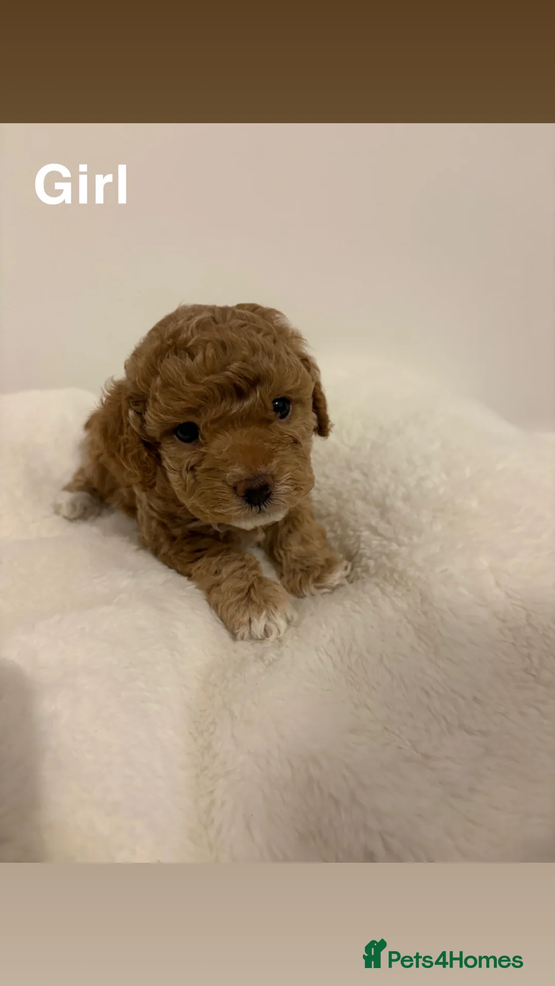 Toy Poodle dogs for sale: 5 cute curly red and apricot toy poodle puppies  - Advert 6
