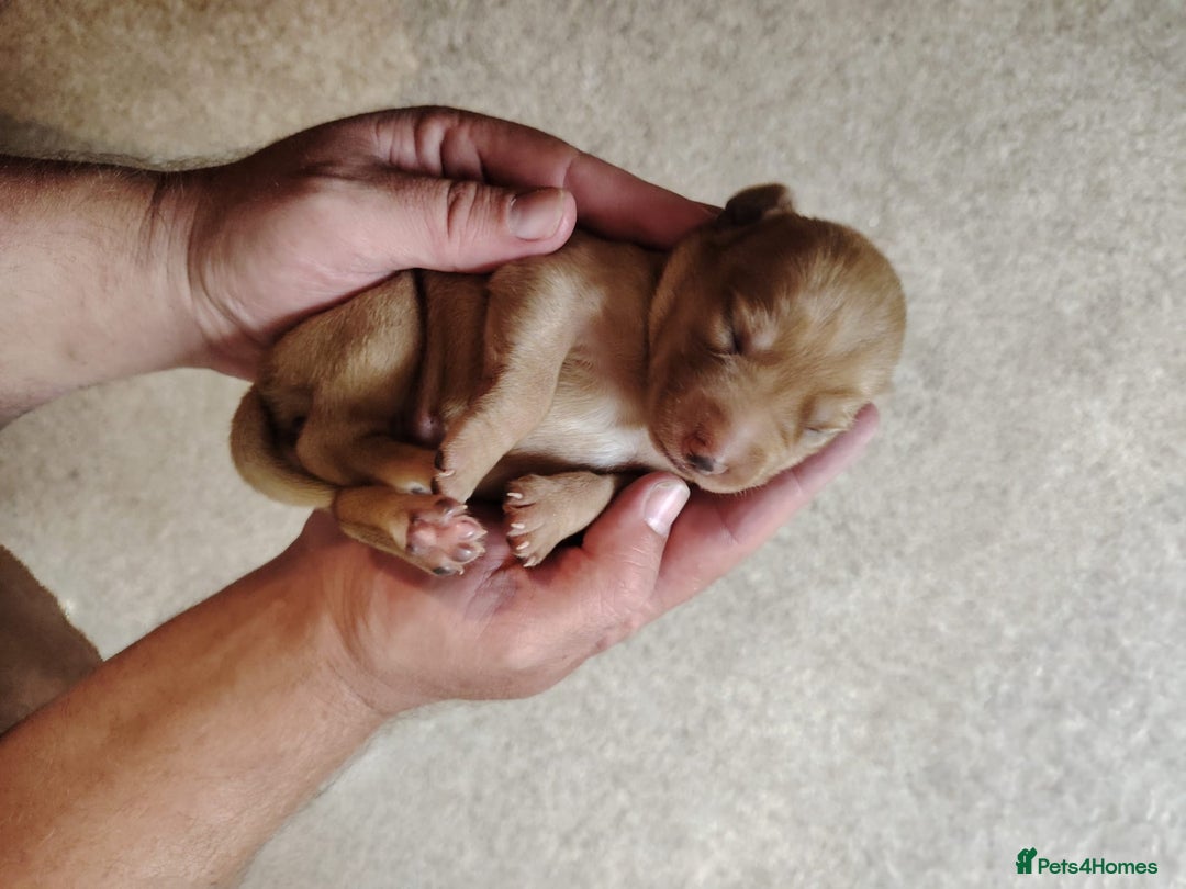 Labrador Retriever dogs for sale: KC registered Pedigree Labradors Black & Fox Red - Image 7