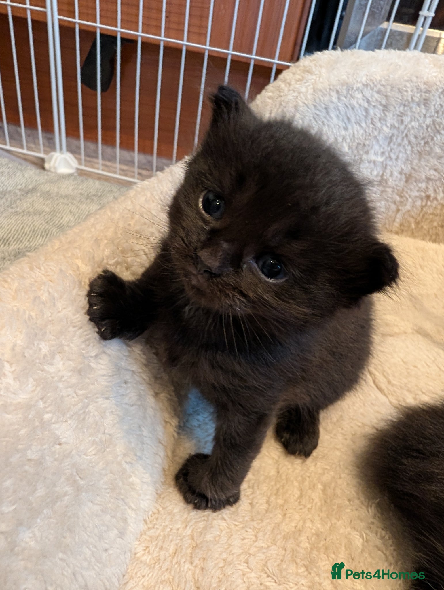British Longhair cats British Longhair X Maine Coon Kittens - Advert 4