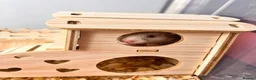 Hamster rodents for sale: Baby syrian hamsters - Advert 4