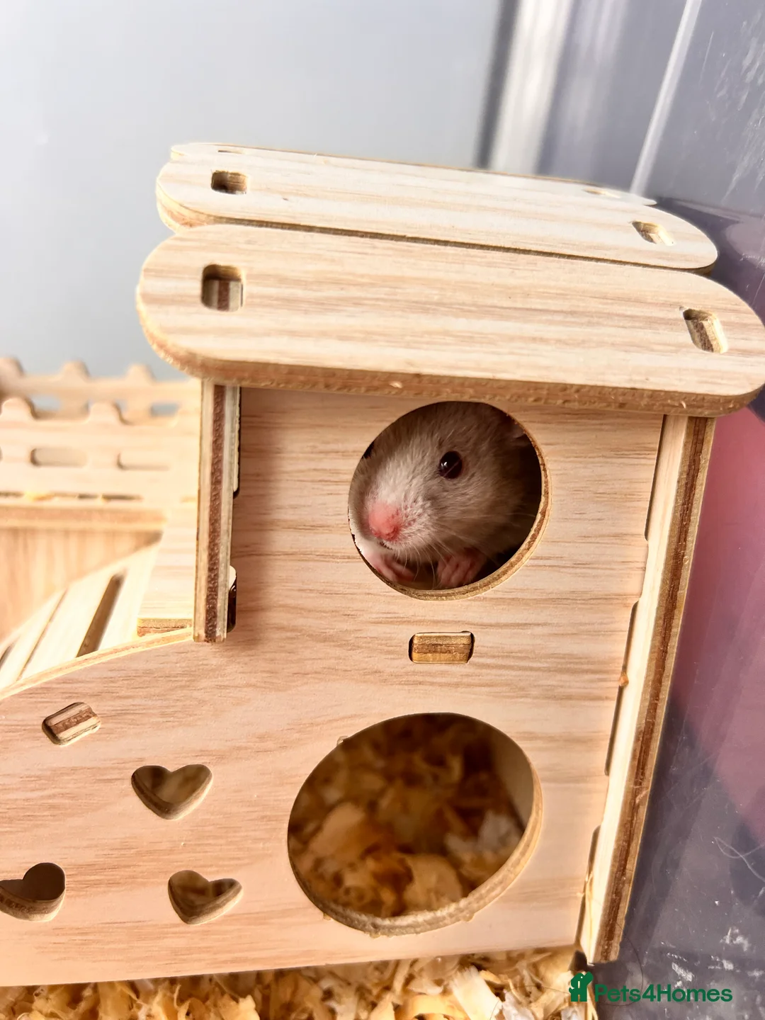 Hamster rodents for sale: Baby syrian hamsters - Advert 4