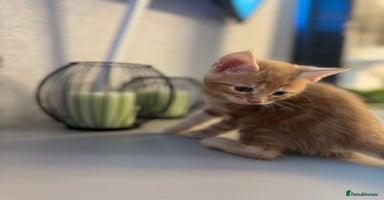 Mixed Breed cats - Advert 15