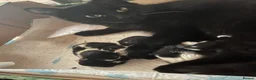 Mixed Breed cats for sale:     Cute Male Kitten in Slough - Advert 2