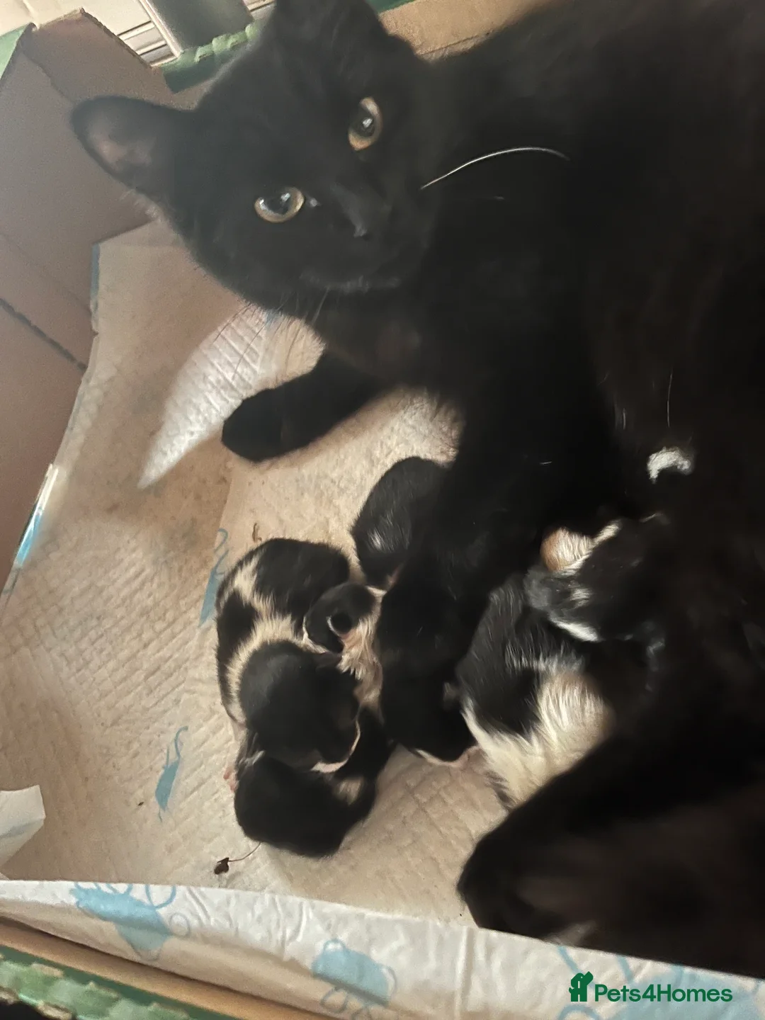 Mixed Breed cats for sale:     Cute Male Kitten in Slough - Advert 2