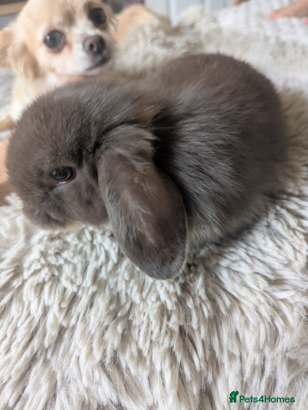 Mini Lop rabbits for sale: Mini Lop Rabbits – 3 Friendly Boys - Image 6