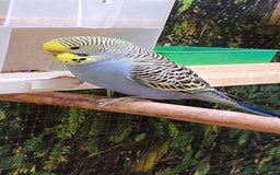 Budgerigars birds for sale: Yellow Lutino budgies. - Image 13