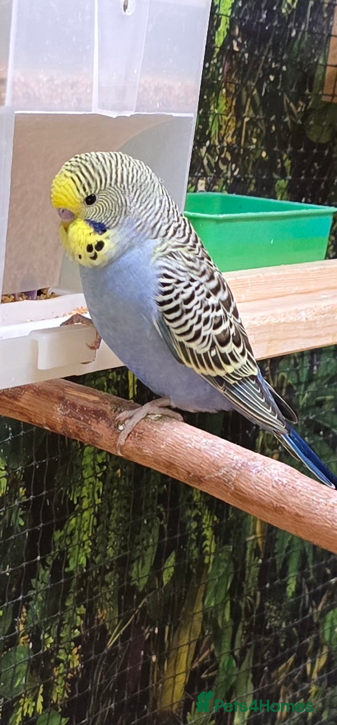 Budgerigars birds for sale: Yellow Lutino budgies. - Image 13